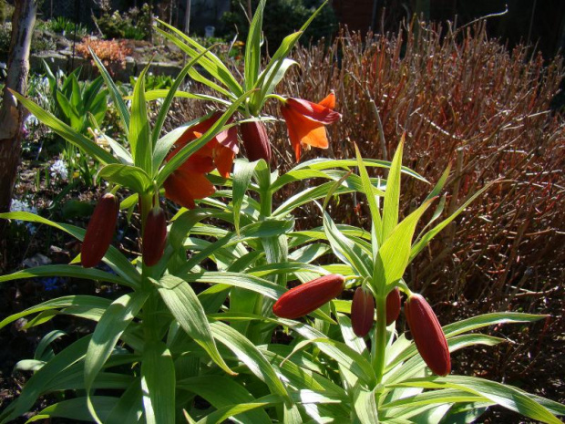 Fritillaria eduardii