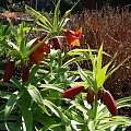 Fritillaria eduardii