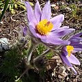 Pulsatilla slavica ??