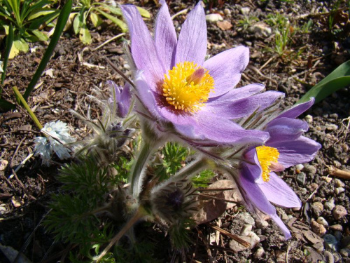 Pulsatilla slavica ??