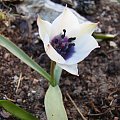 Tulipa pulchella 'Albocaerulea-Oculata'