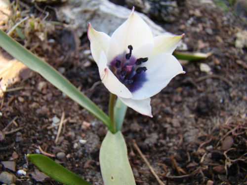 Tulipa pulchella 'Albocaerulea-Oculata'