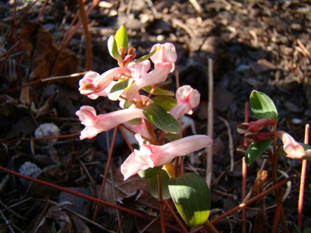 Corydalis solida 'Flashlights'