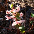 Corydalis solida 'Flashlights'