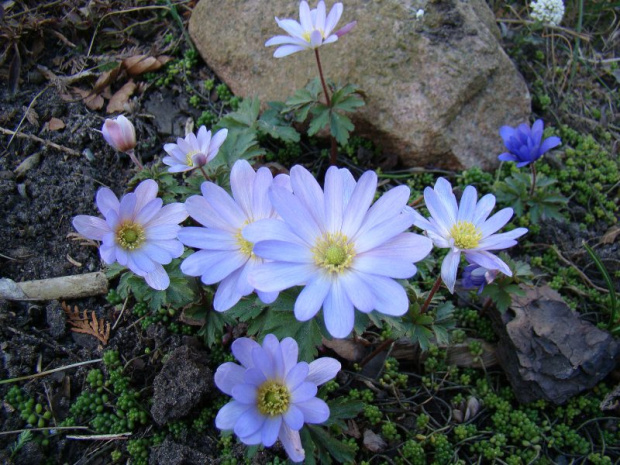 Anemone blanda nn