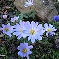 Anemone blanda nn