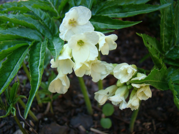 Cardamine kitaibelii