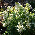 Corydalis solida 'White King'