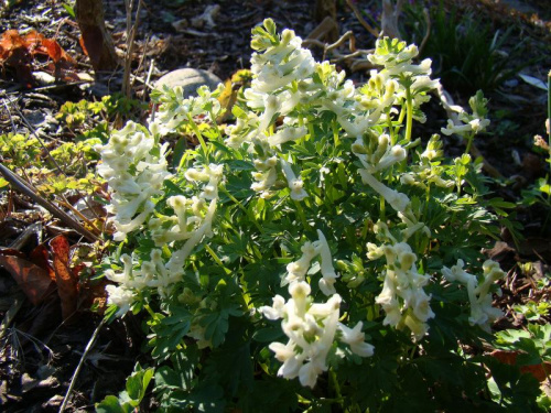 Corydalis solida 'White King'