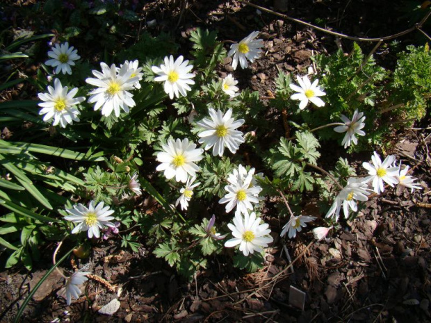 Anemone blanda 'White Splendour'