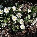 Anemone blanda 'White Splendour'