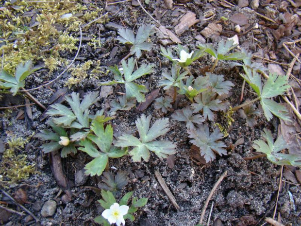 Anemone flaccida