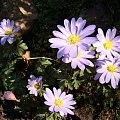 Anemone blanda nn