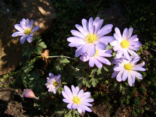 Anemone blanda nn