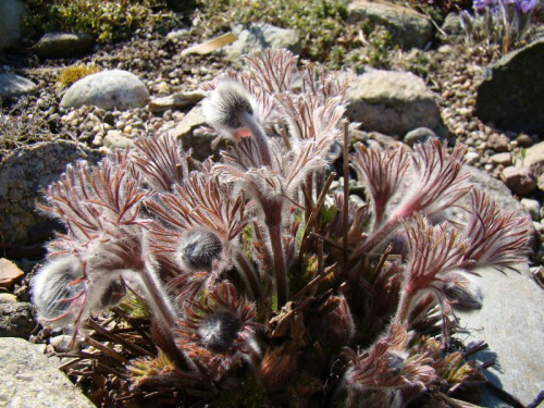 Pulsatilla x magyarica