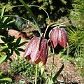 Fritillaria montana