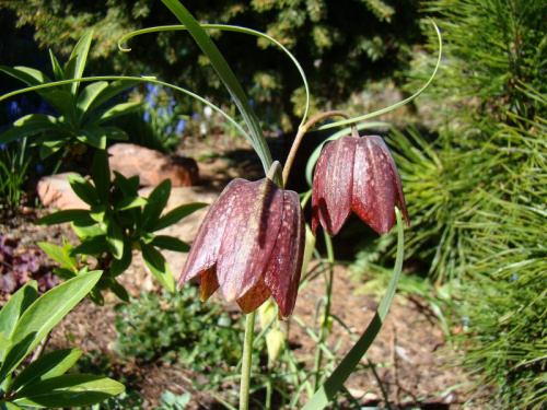 Fritillaria montana