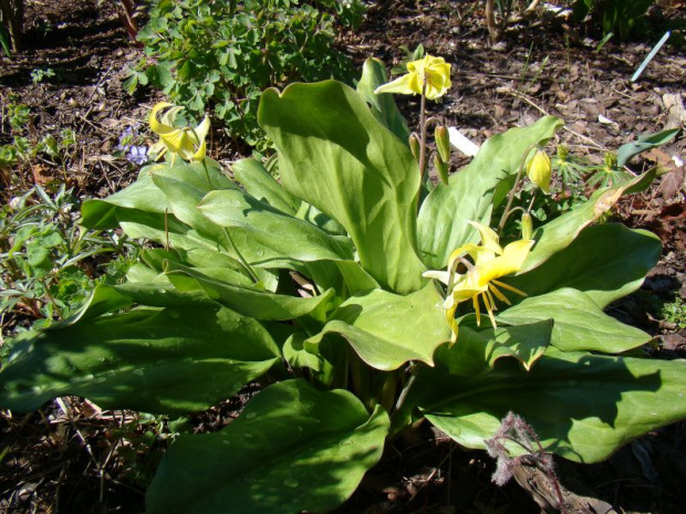 Erythronium 'Pagoda'