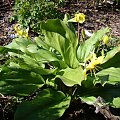 Erythronium 'Pagoda'