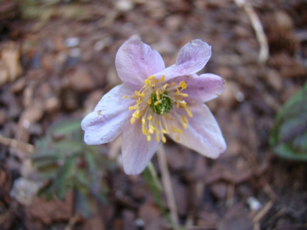 Anemone nemorosa niby 'Lychette'