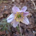 Anemone nemorosa niby 'Lychette'