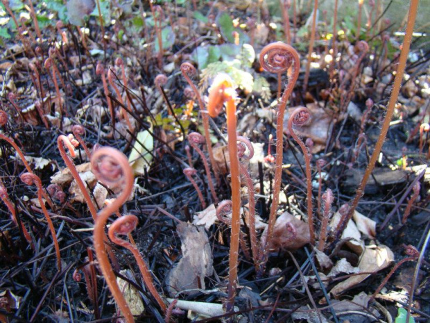 Adiantum pedatum