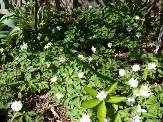 Anemone nemorosa 'Blue Eyes' i 'Bracteata'