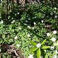 Anemone nemorosa 'Blue Eyes' i 'Bracteata'