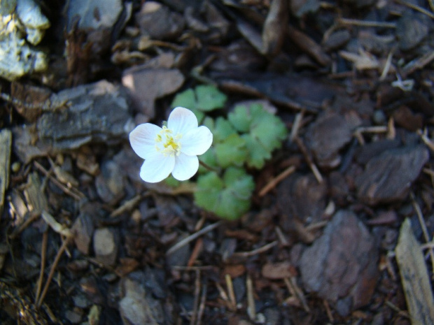 Hepatica falconeri