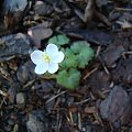 Hepatica falconeri