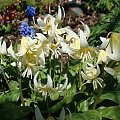 Erythronium californicum 'White Beauty'