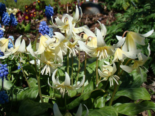 Erythronium californicum 'White Beauty'