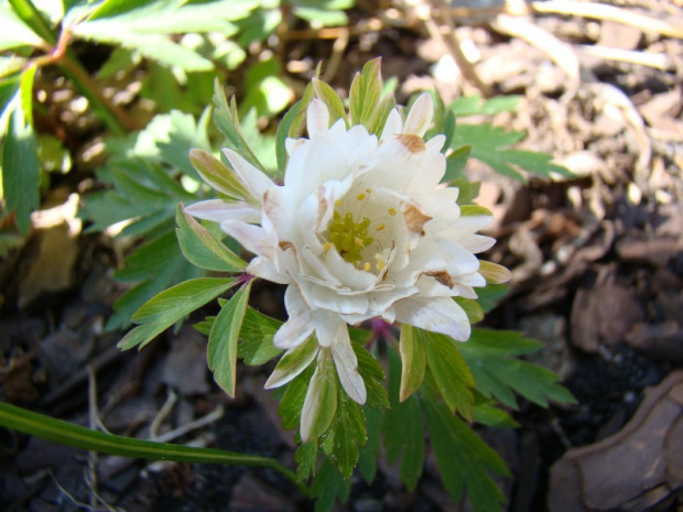 Anemone nemorosa 'Pleuger's Plena'