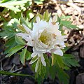 Anemone nemorosa 'Pleuger's Plena'