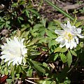 Anemone nemorosa 'Bracteata'