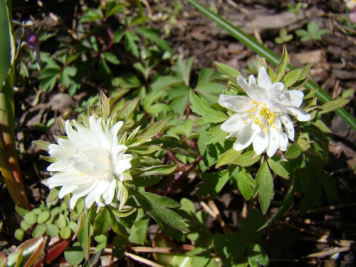 Anemone nemorosa 'Bracteata'