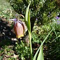 Fritillaria minuta