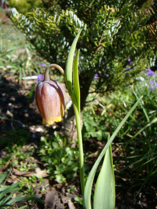 Fritillaria minuta