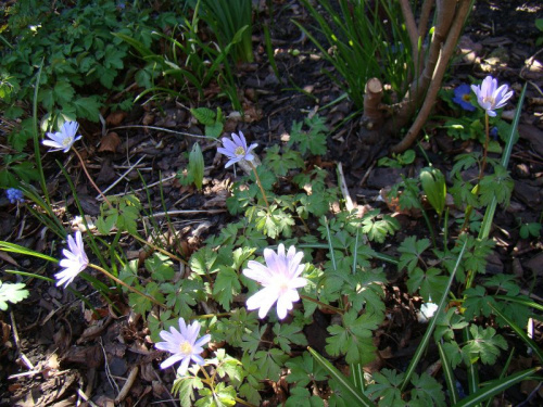 Anemone apennina