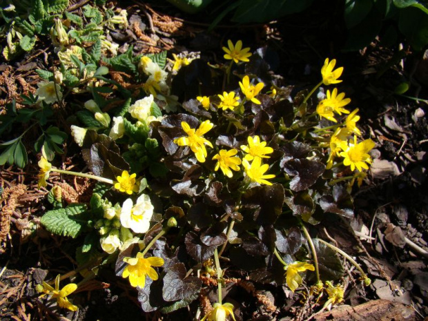 Ranunculus ficaria 'Brazen Hussy'