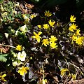 Ranunculus ficaria 'Brazen Hussy'