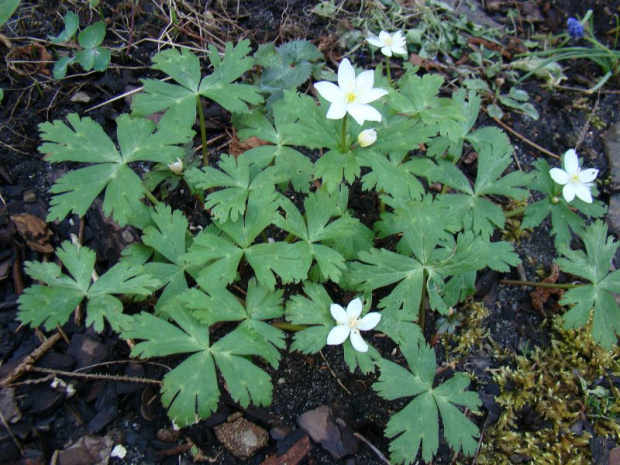 Anemone flaccida