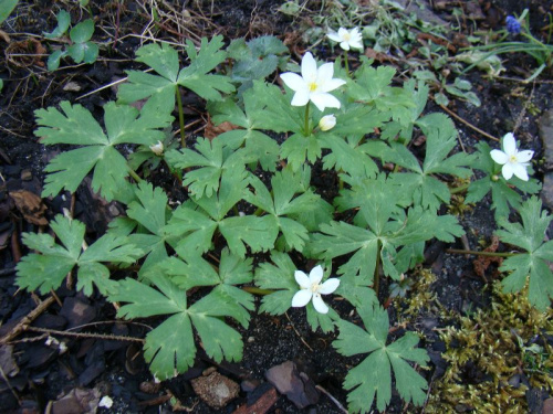 Anemone flaccida