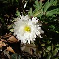 Anemone nemorosa 'Pleuger's Plena'