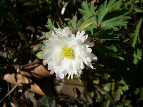 Anemone nemorosa 'Pleuger's Plena'