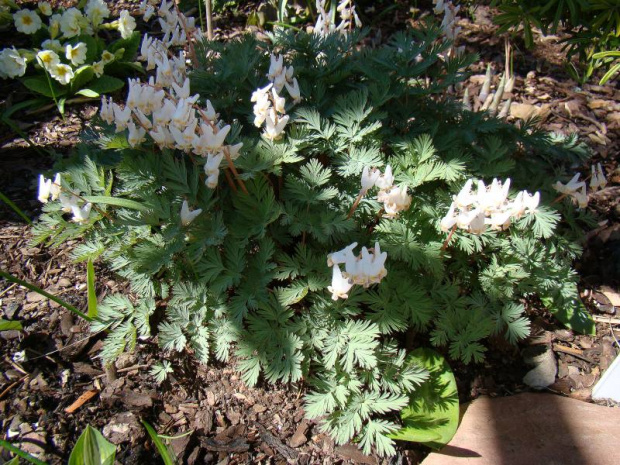 Dicentra cucullaria