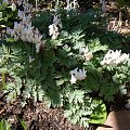 Dicentra cucullaria