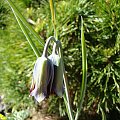 Fritillaria elwesii