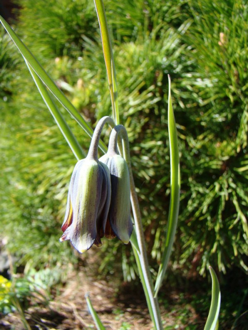 Fritillaria elwesii