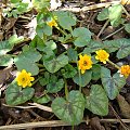 Ranunculus ficaria 'Collarette'